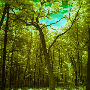 Infrared Photography - Green and Blue Tree Art Photography