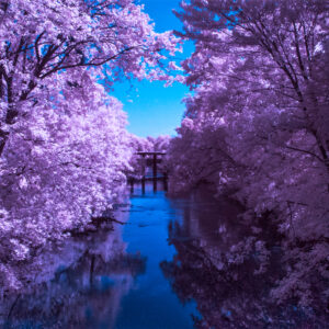Infrared Photography - Pink and Blue Art Photography