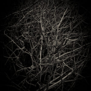 Infrared Black and White Photography - Study of Bushes