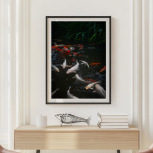 Koi Pond of Byodo-In Temple Oahu Hawaii - Travel Photography