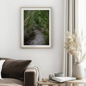 Halibut Point Trails – Rockport MA Tall Grass Pathway Fine Art Print | New England Coastal Photography