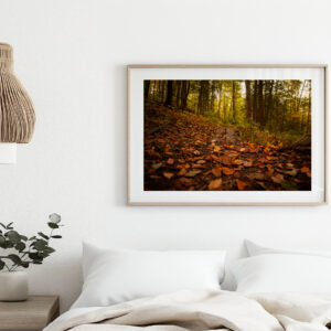 Western Massachusetts Trails – Fall Foliage Fine Art Print | New England Autumn Photography Wall Art